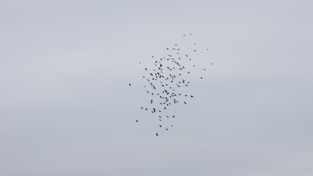 DSC08798.jpg