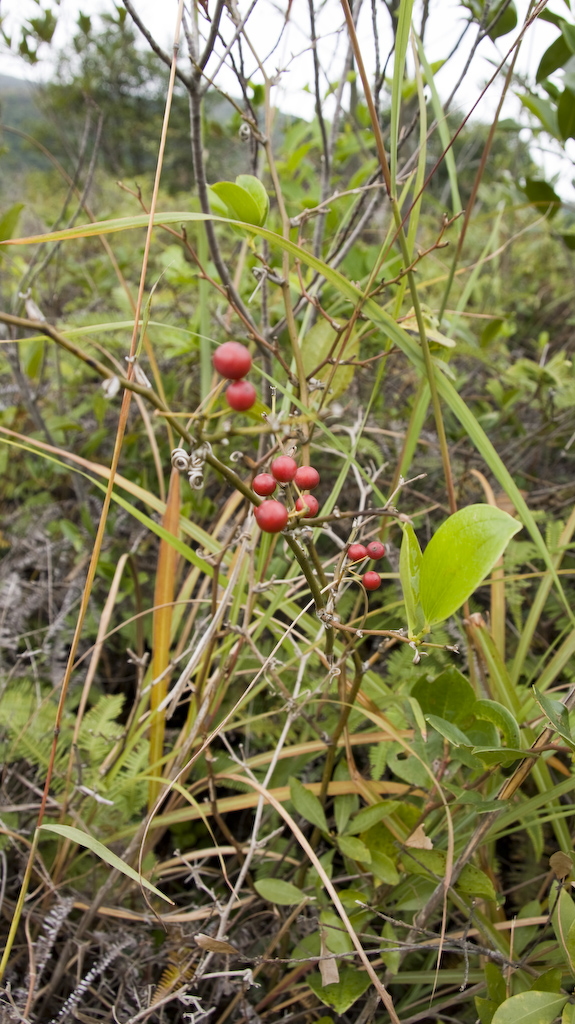 DSC08821.jpg