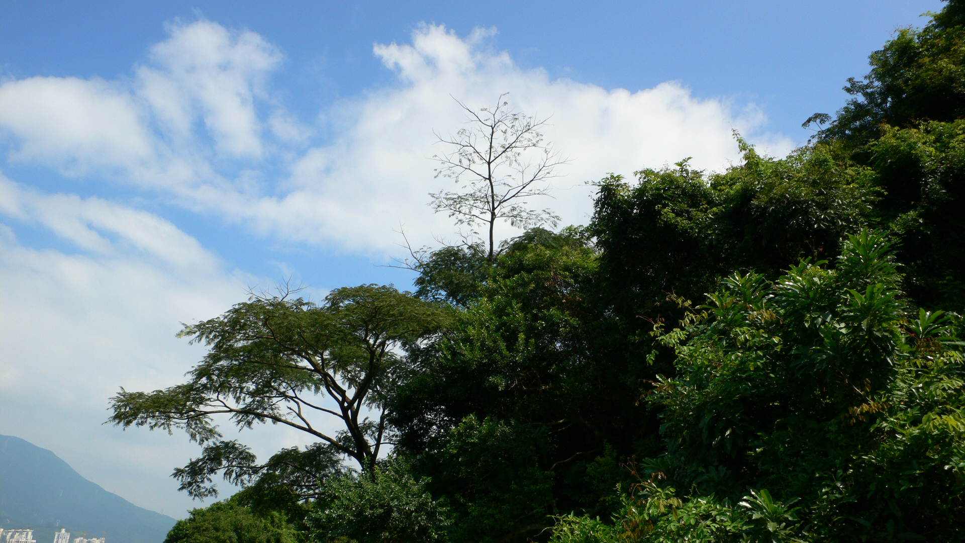 P1000091.jpg