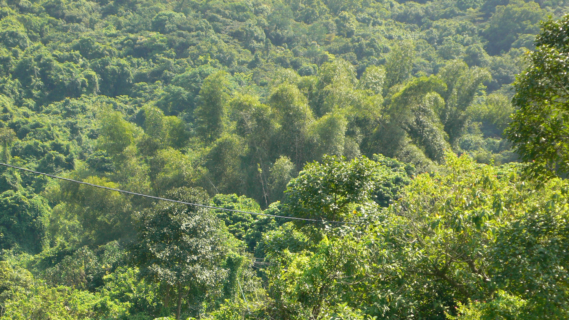 P1000098.jpg