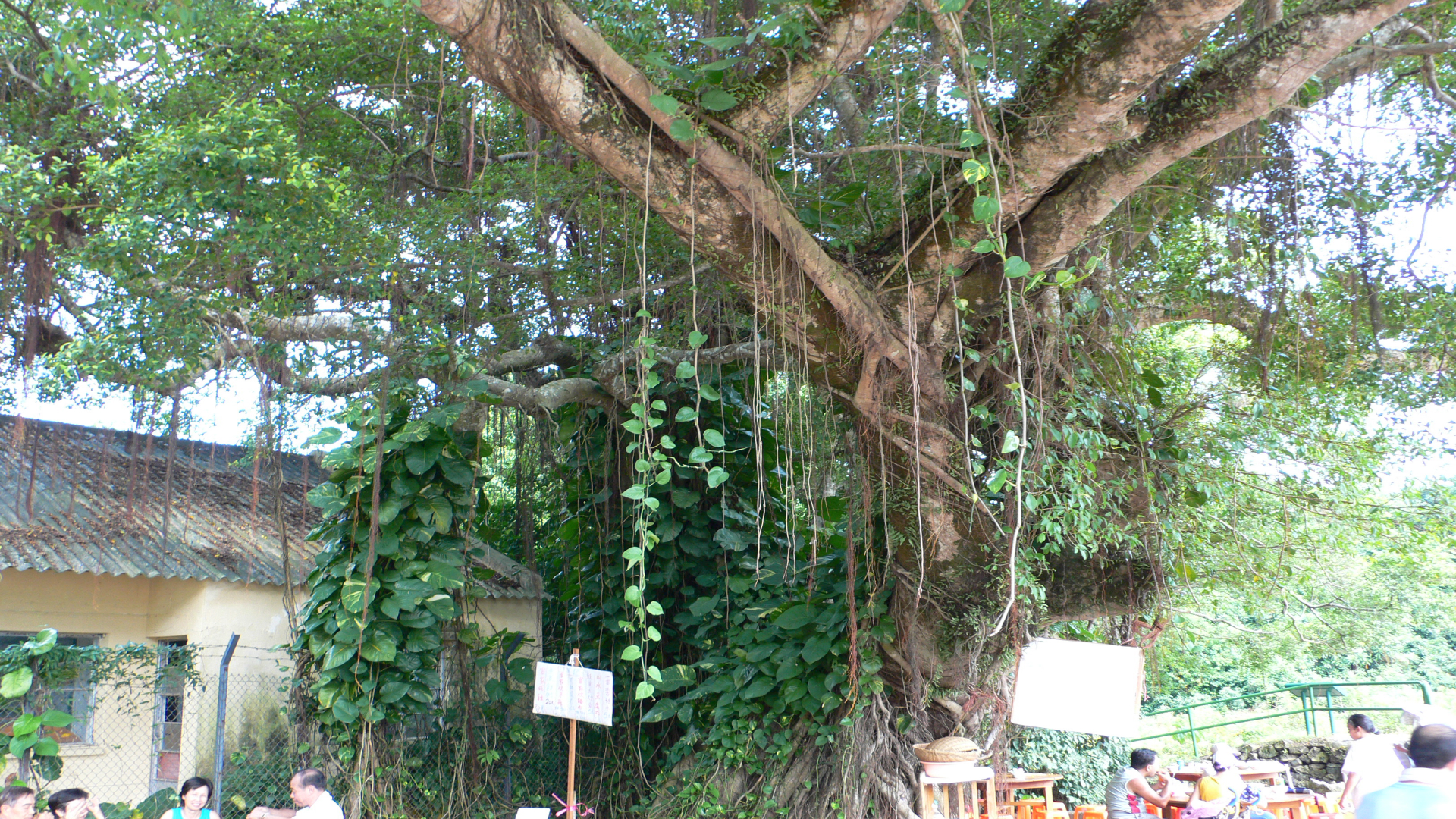 P1000104.jpg