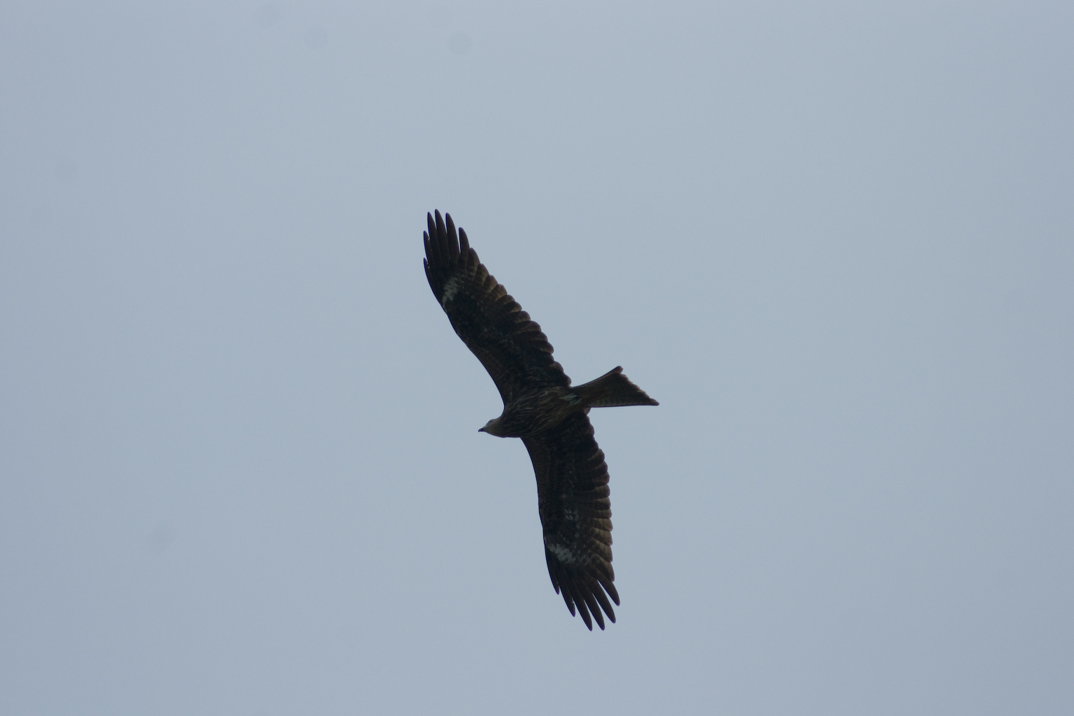 DSC05845.jpg