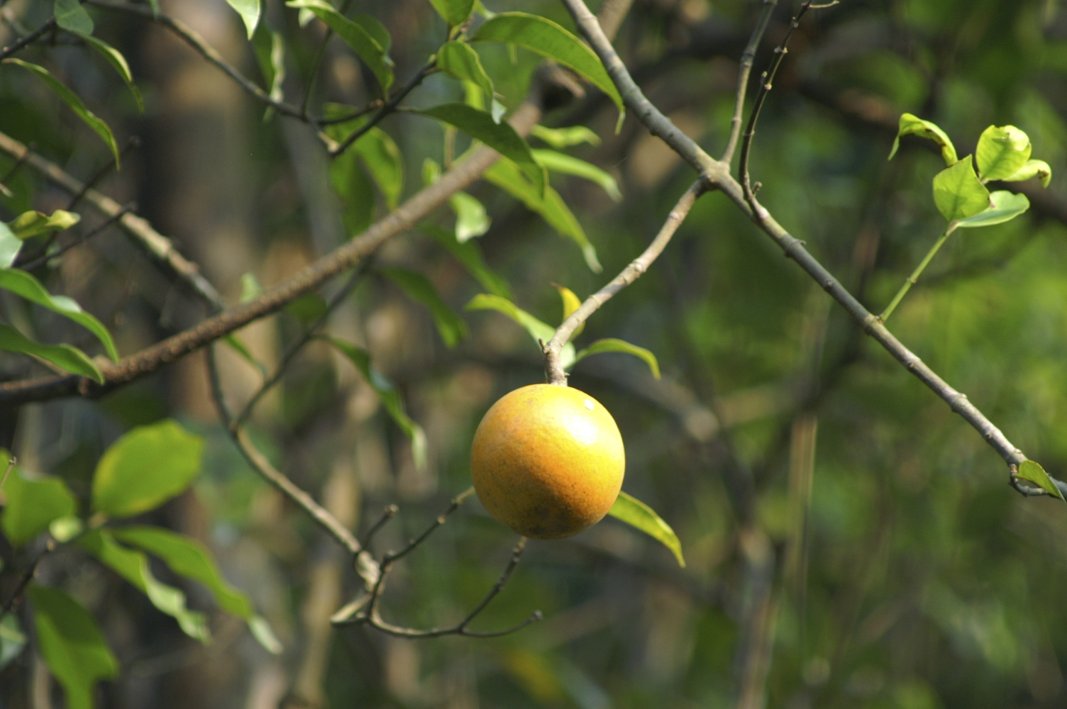 PICT0037.jpg