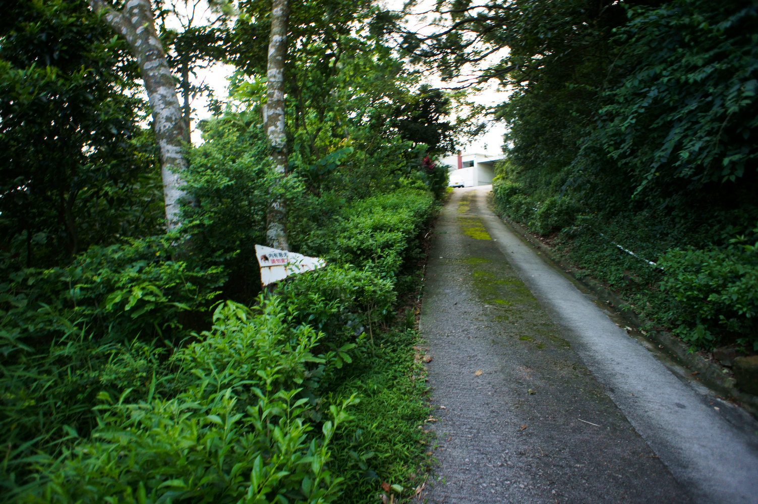 DSC00349.jpg