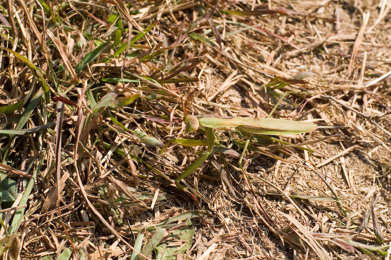 PICT1438.jpg