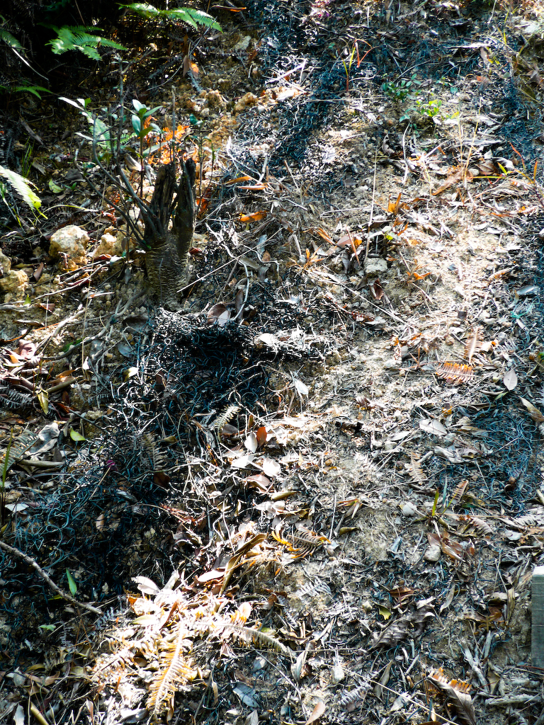 P1000469.jpg