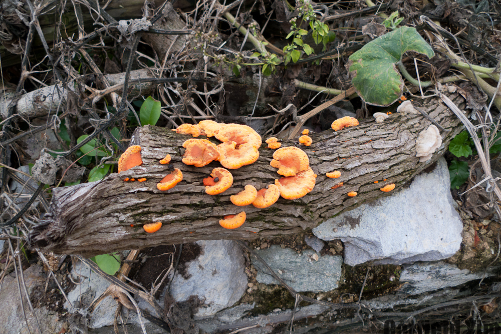 p1020303.jpg