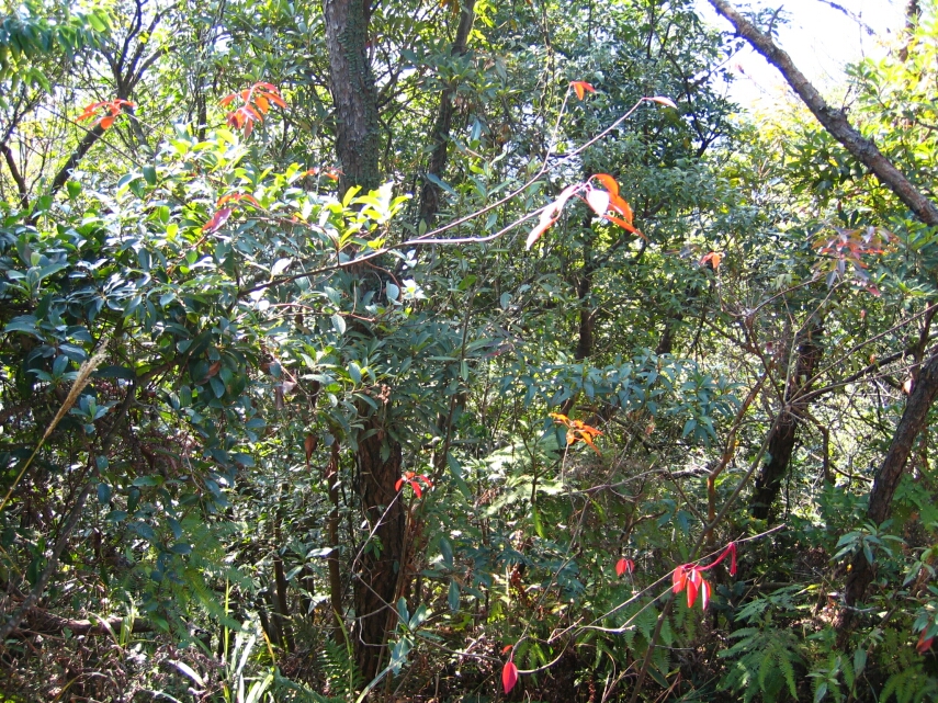 IMG_0344.jpg