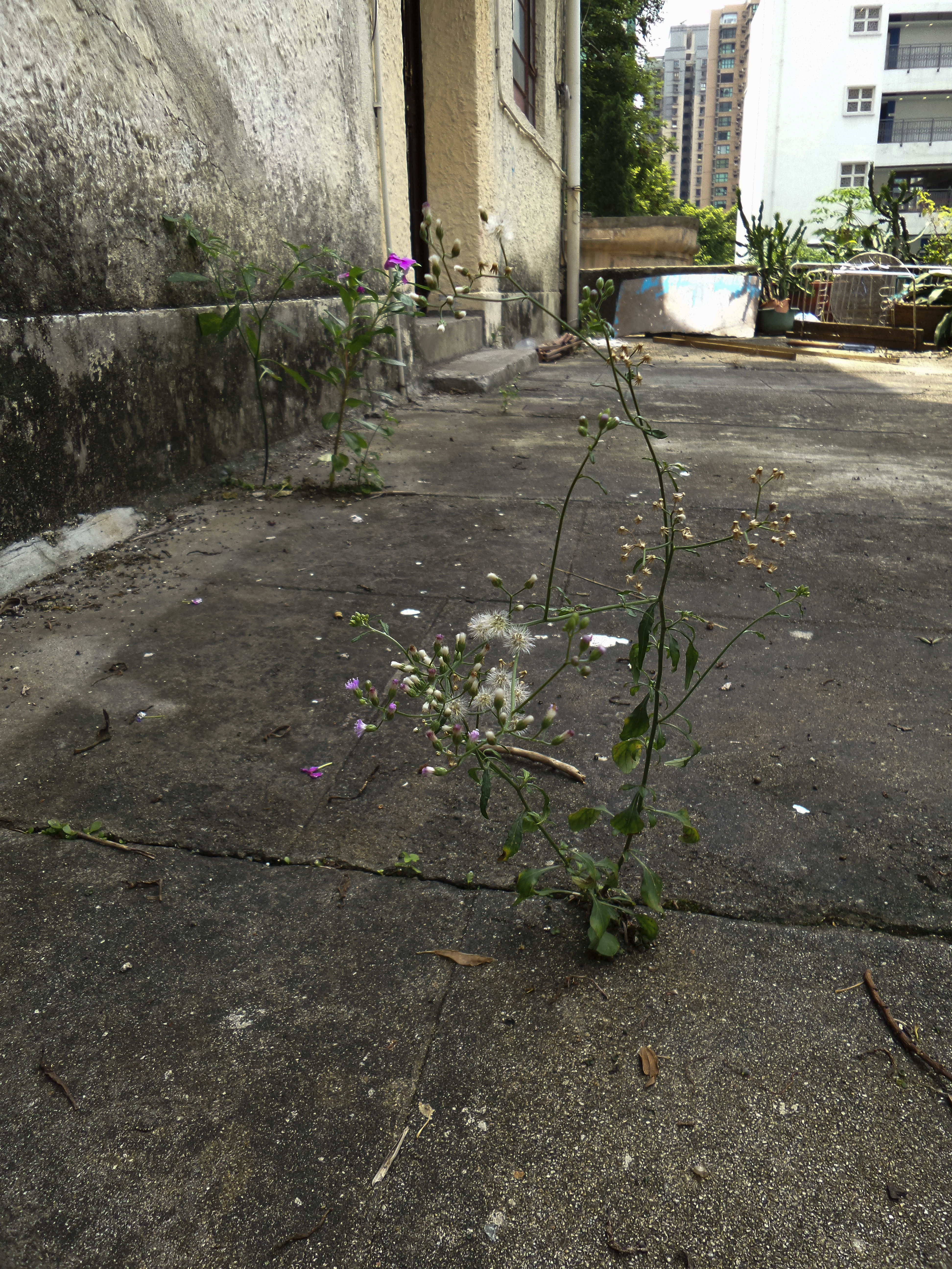 DSC_0038.jpg