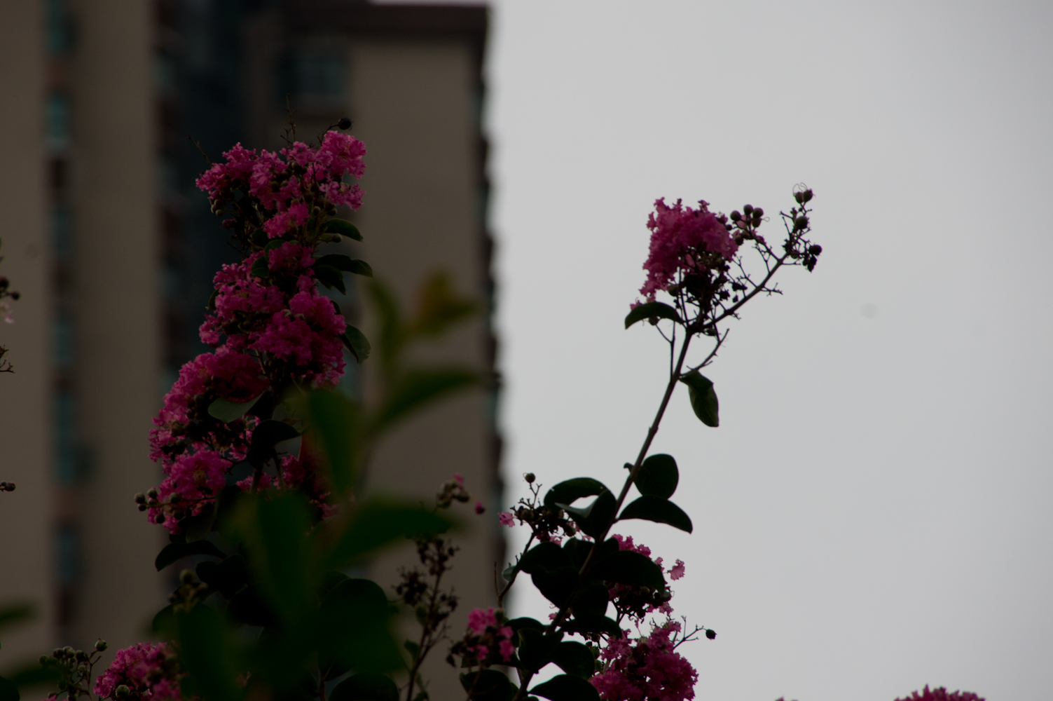 DSC00769.jpg