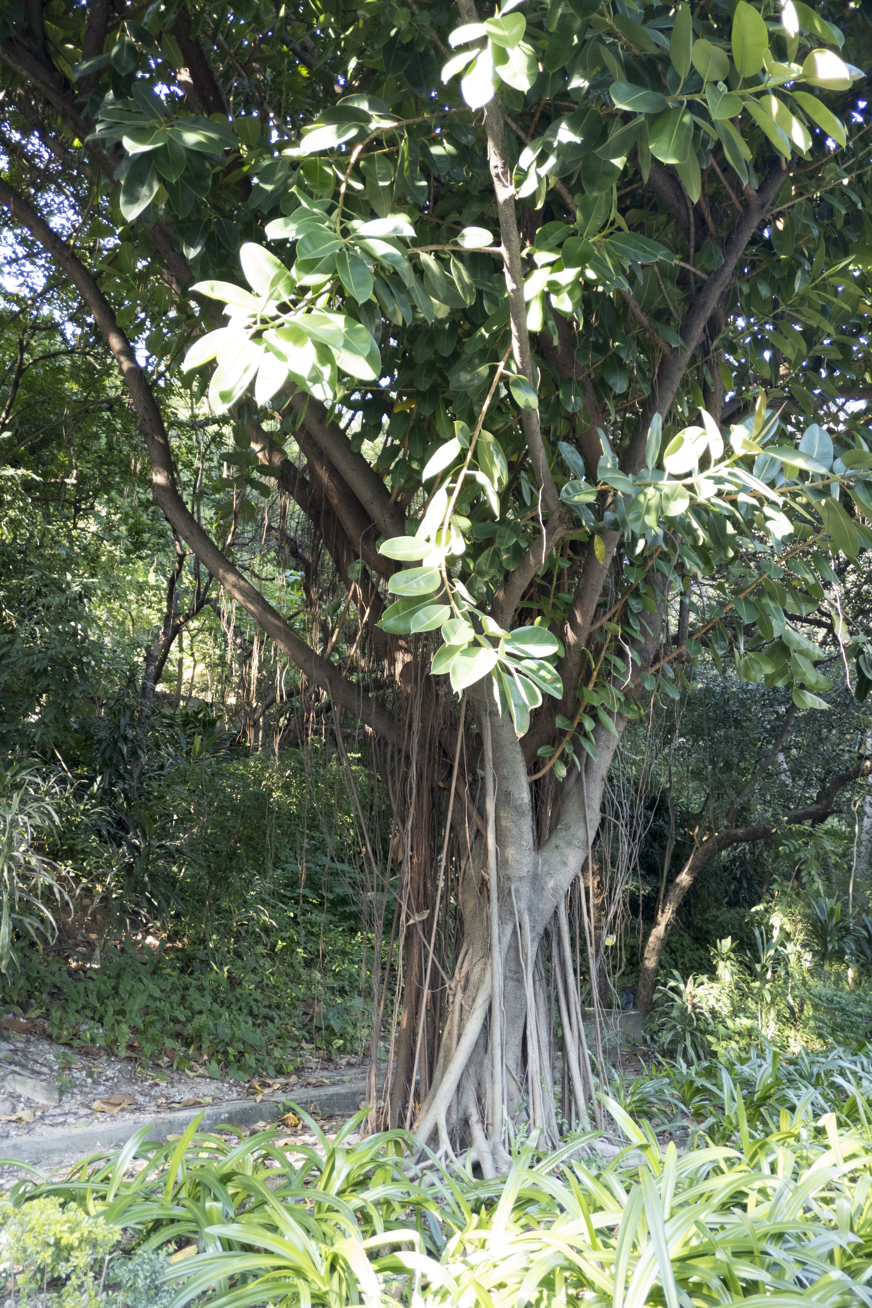 P1000384.jpg