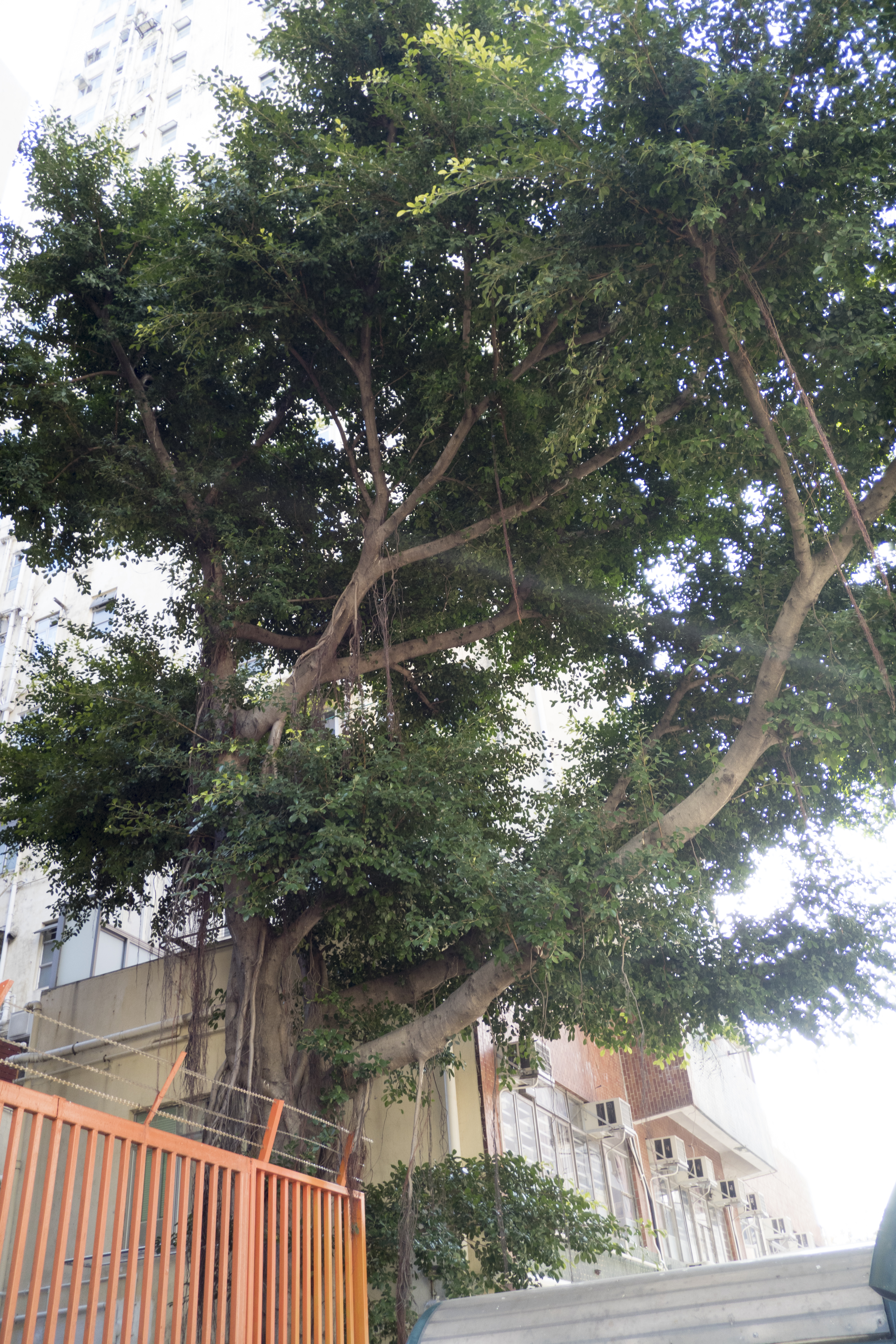 P1000387.jpg