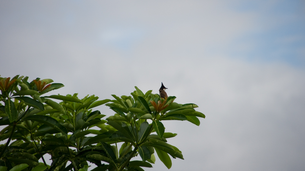 DSC09669.jpg