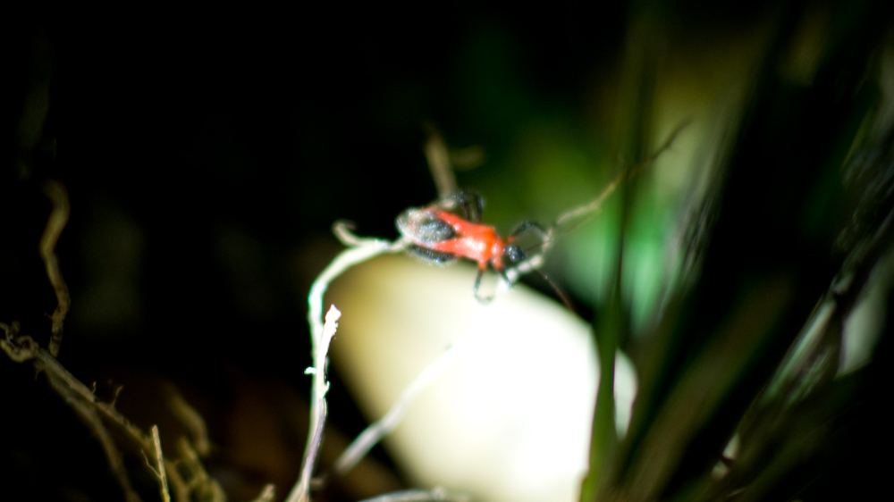 dsc08649.jpg