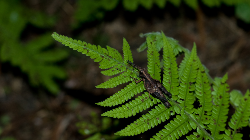 dsc08681.jpg