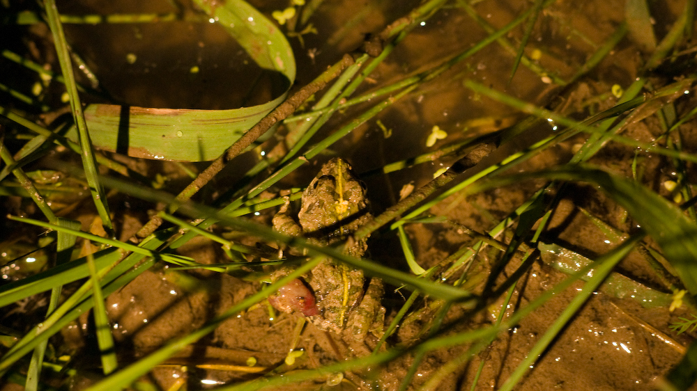 dsc08758.jpg