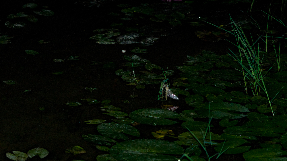 dsc08759.jpg