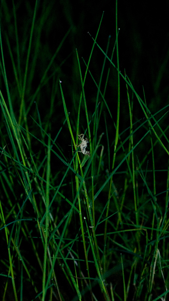dsc08762.jpg