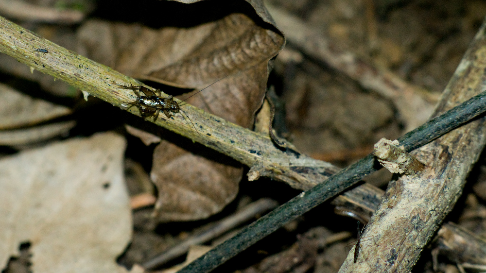 dsc08765.jpg