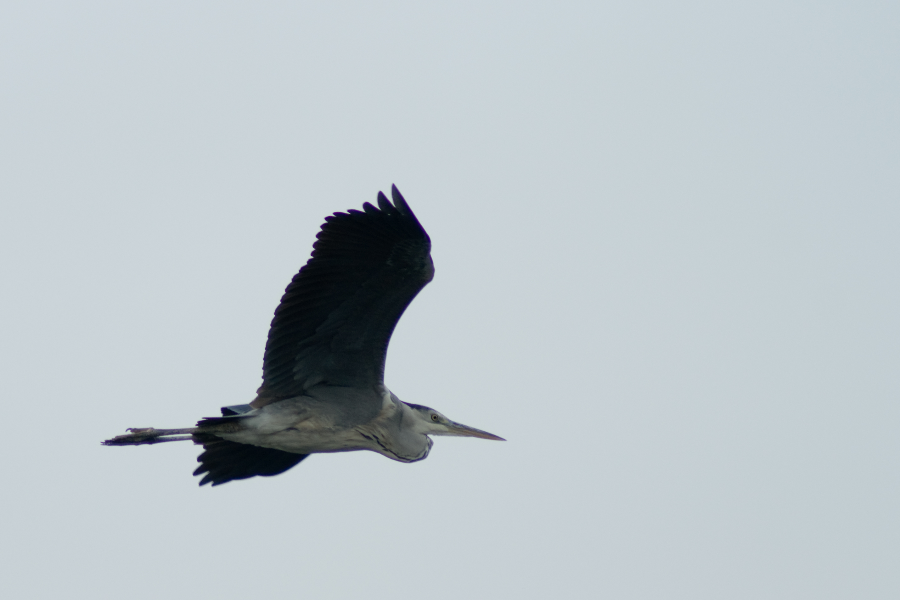 DSC01662.jpg
