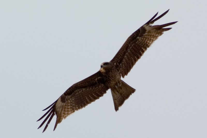 PICT1301.jpg