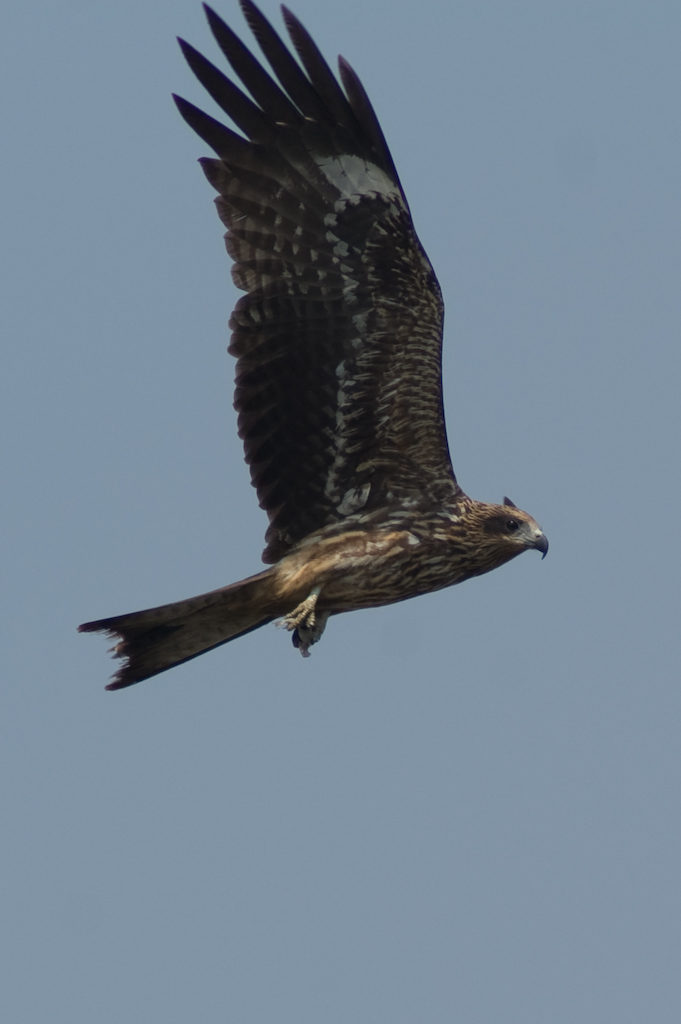 PICT4322.jpg