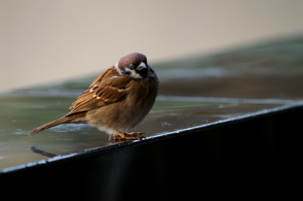 PICT0397.jpg