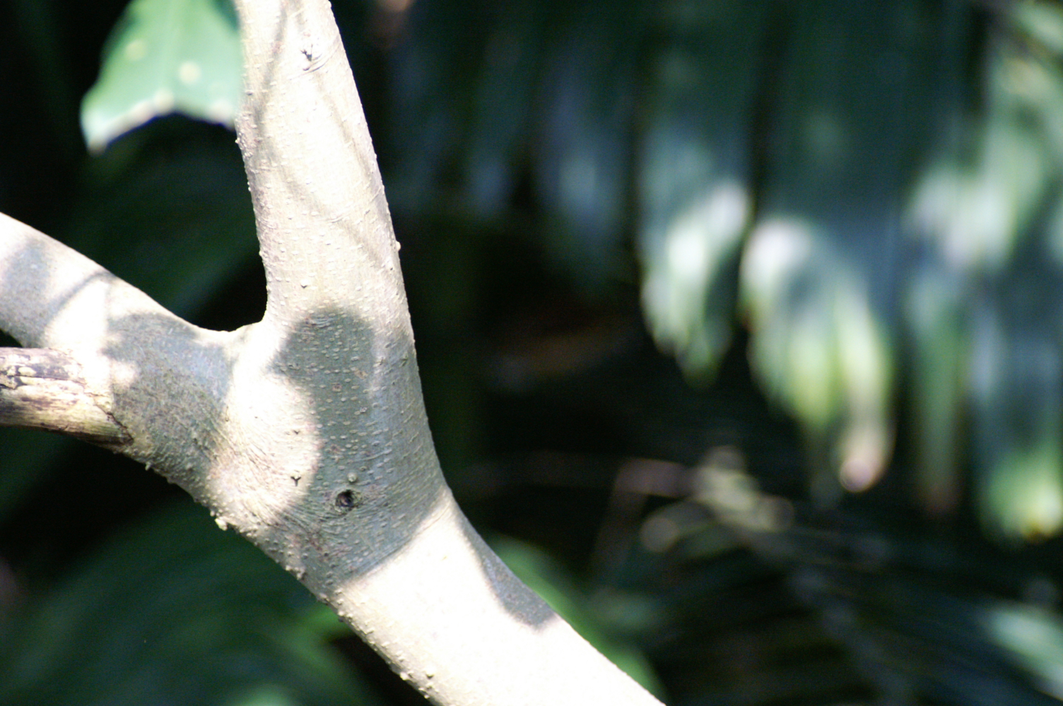PICT0033.JPG