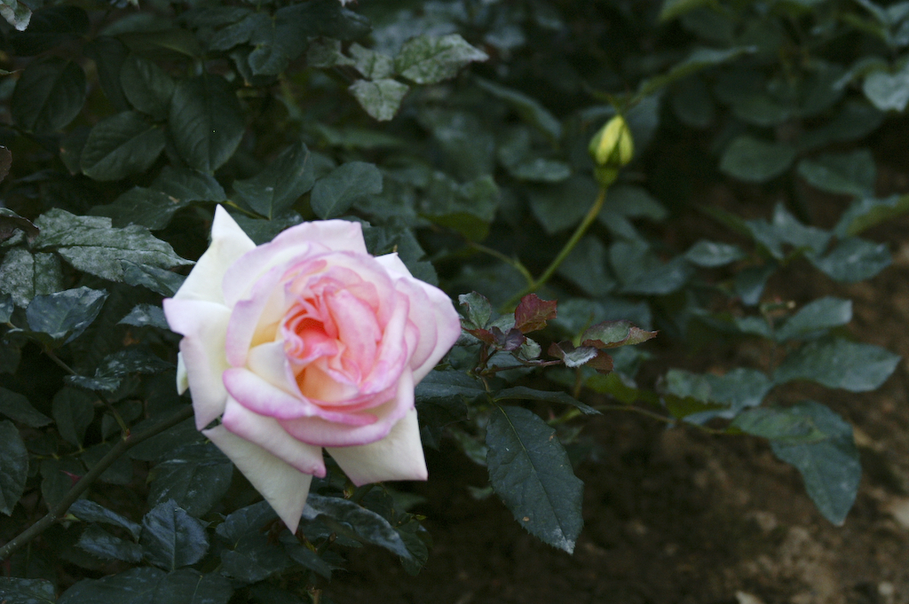 PICT0047.jpg