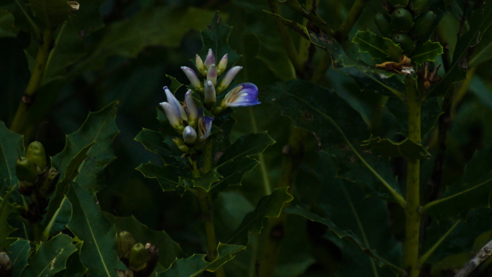dsc02738.jpg