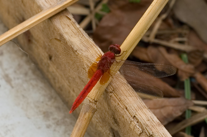 PICT0109.jpg