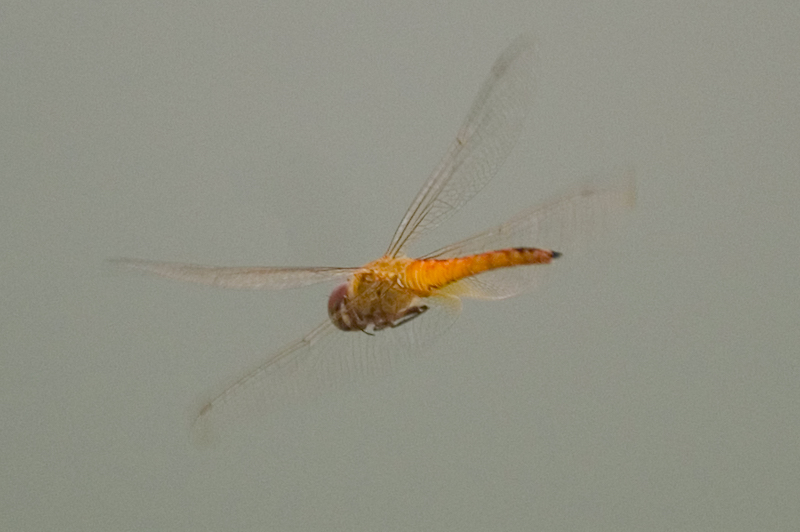 PICT0065.jpg