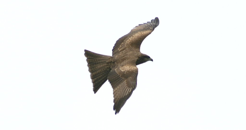 PICT0102.jpg