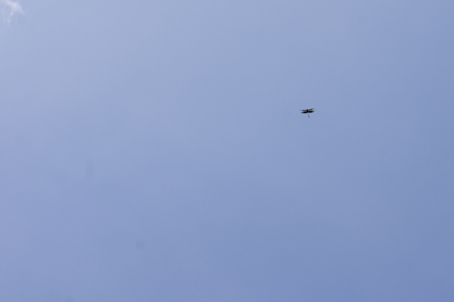 DSC04692.jpg