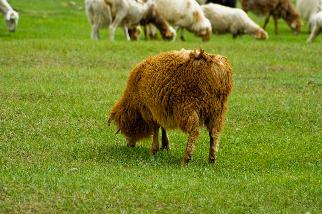 DSC03313a.jpg