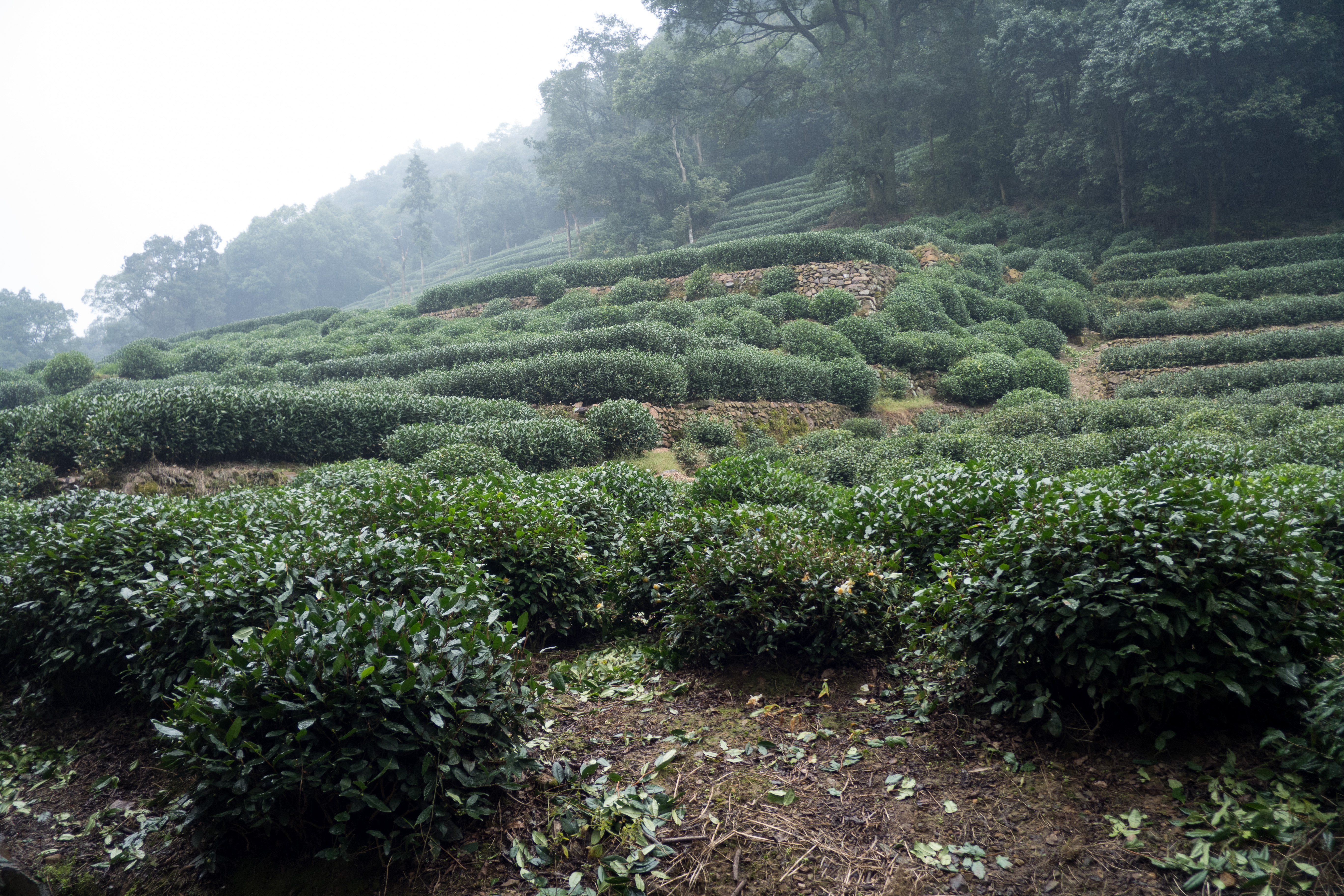 P1000831.jpg