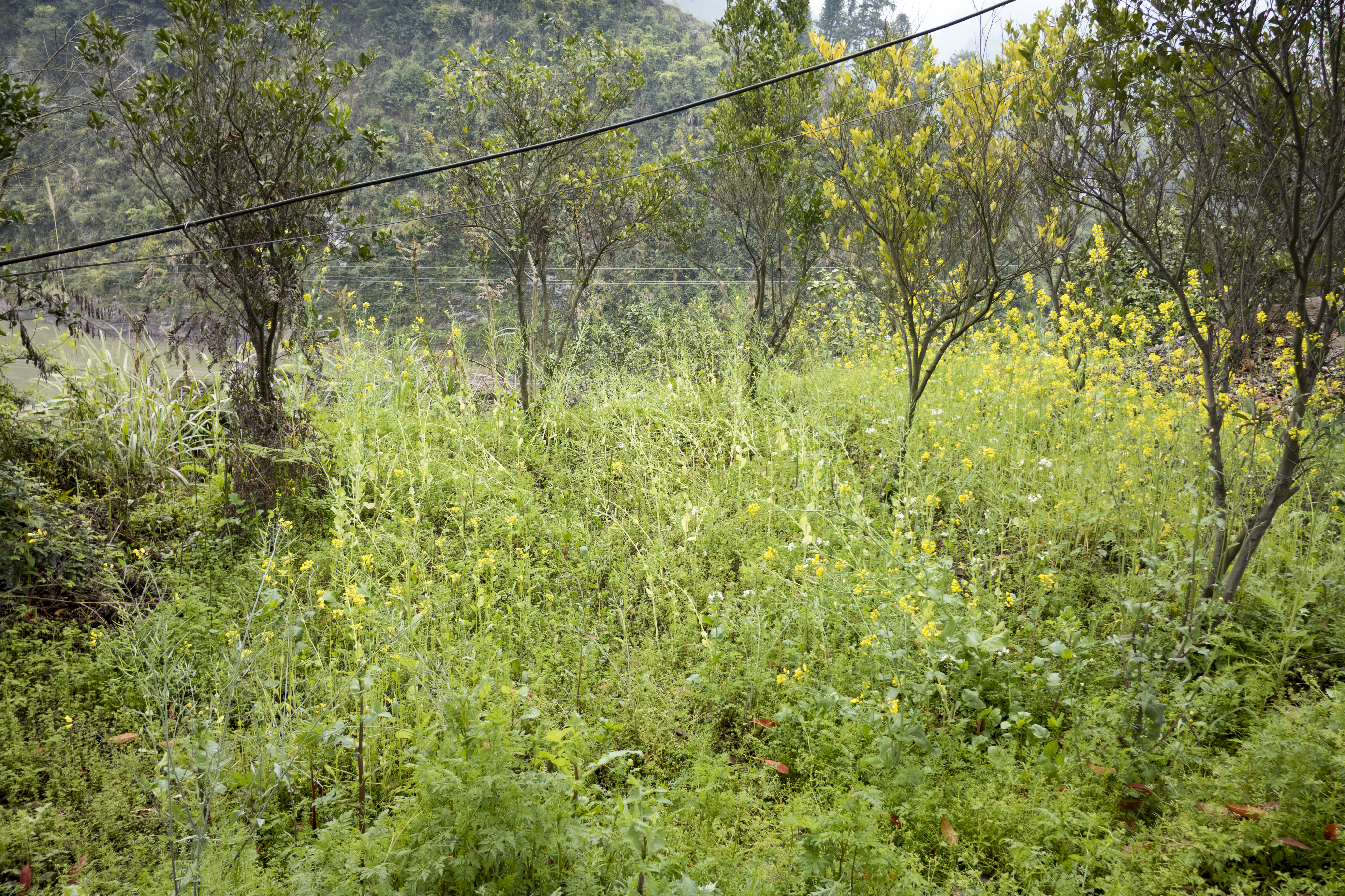 P1000494.jpg