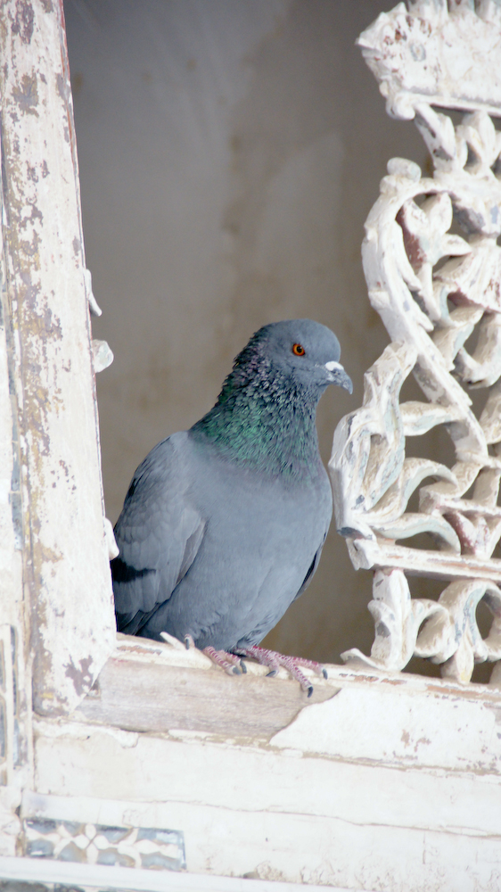 dsc00751.jpg