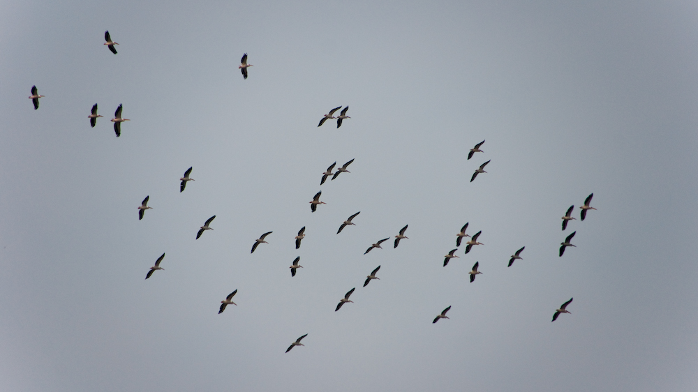 dsc00140.jpg