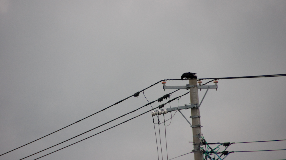 DSC00251.jpg