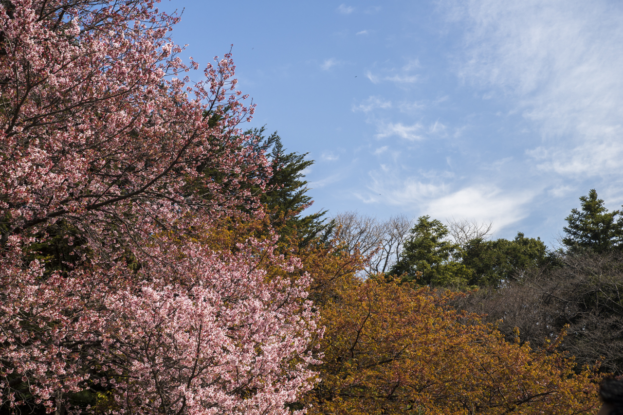 DSC04290.jpg