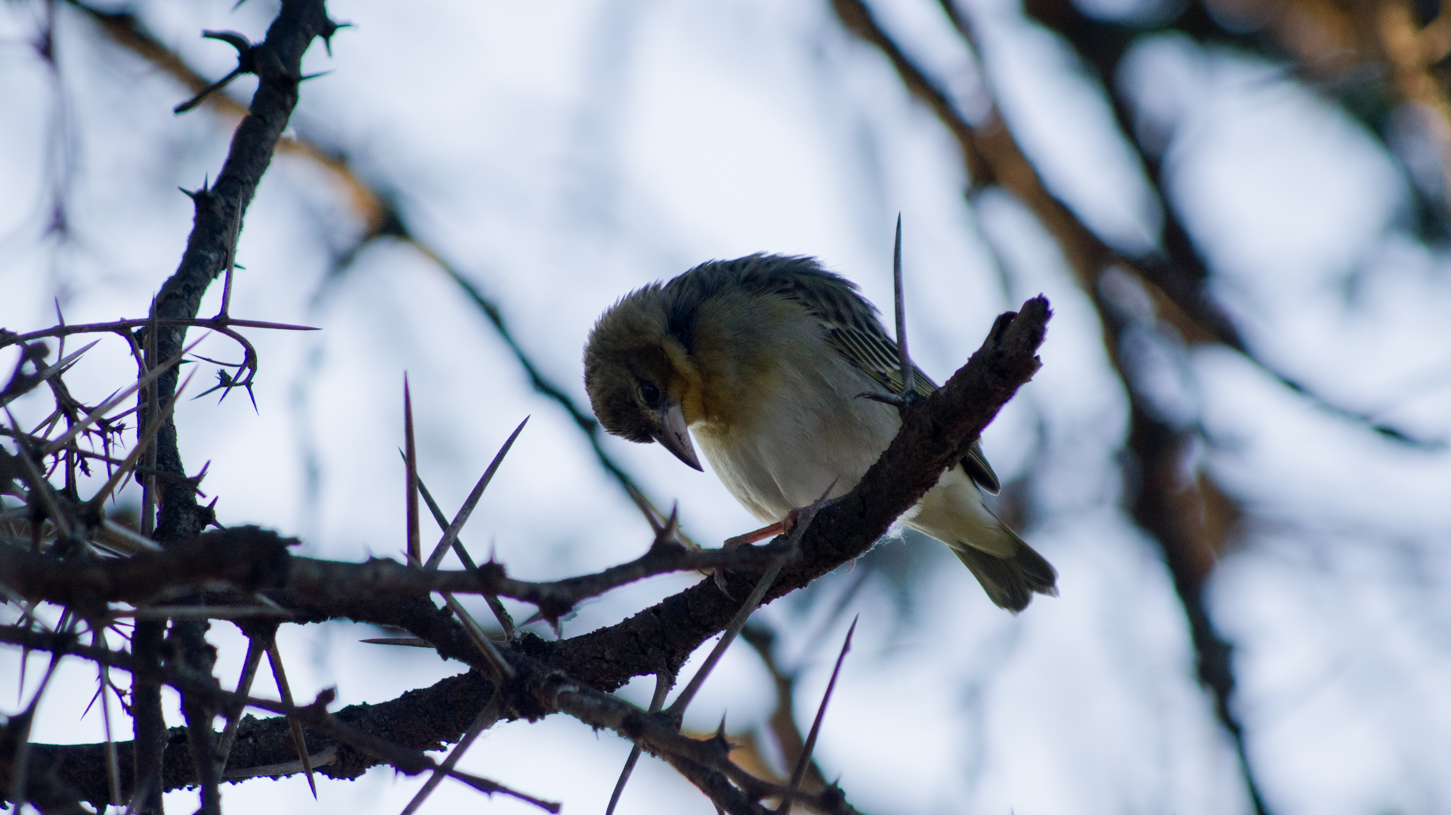 DSC02368.jpg