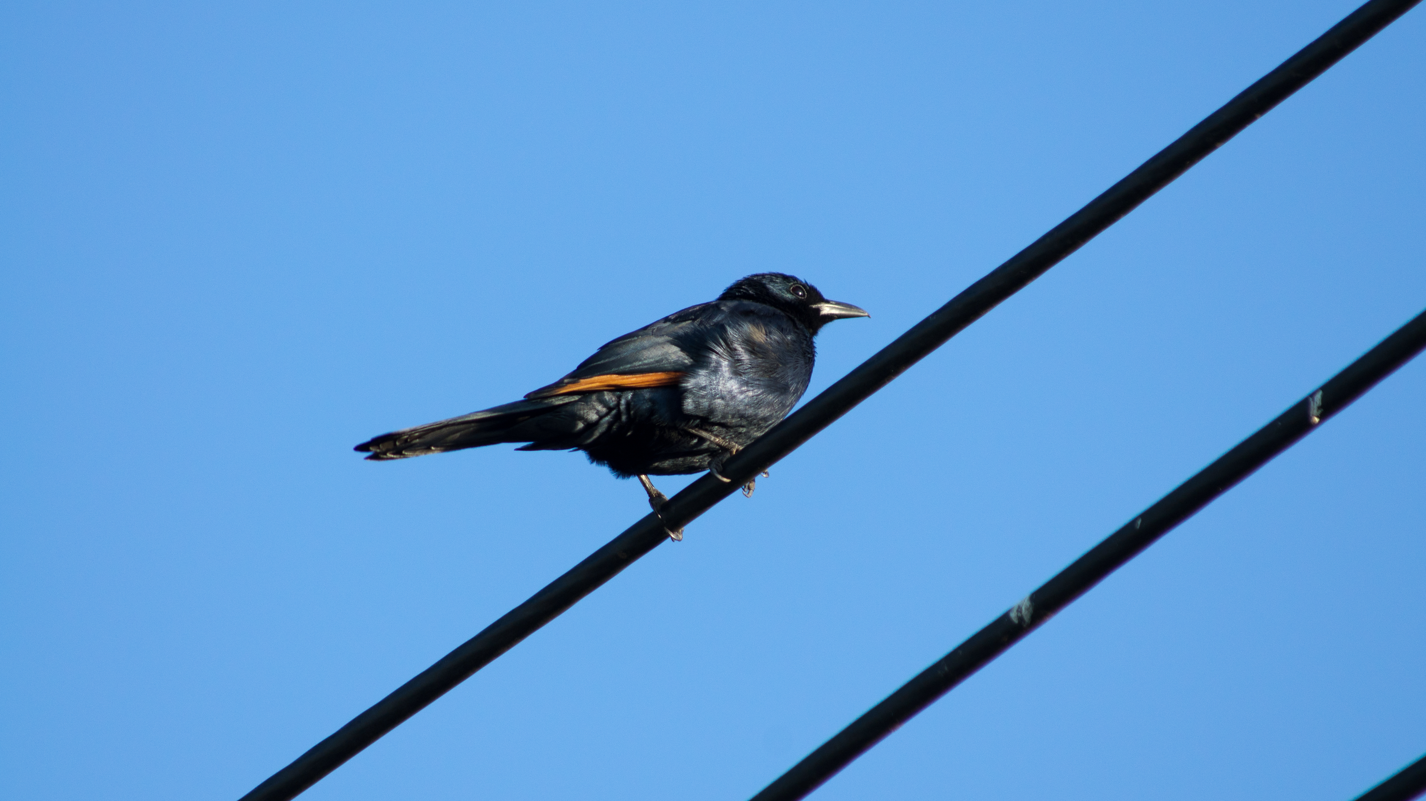 DSC02378.jpg