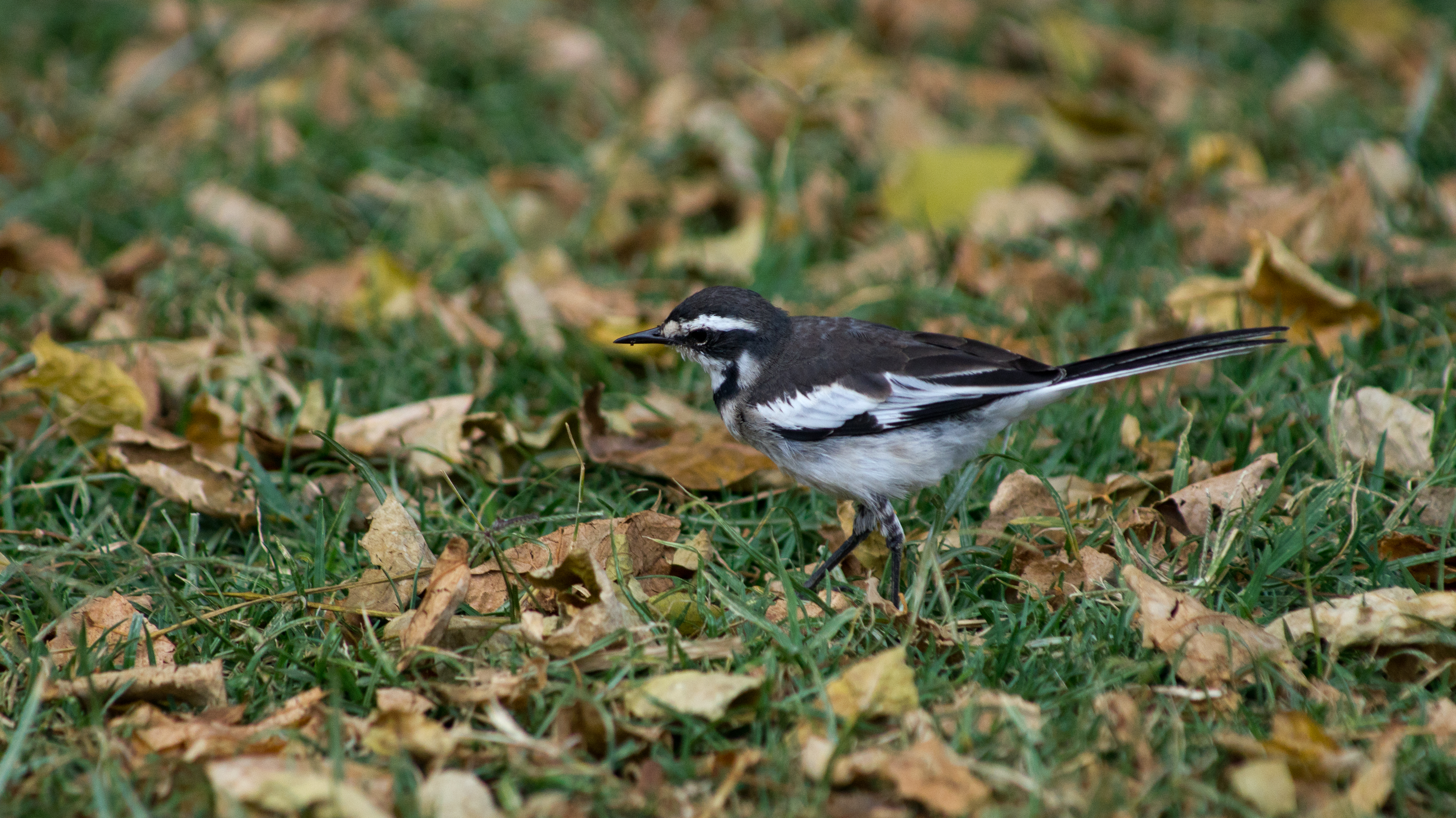 DSC02427.jpg