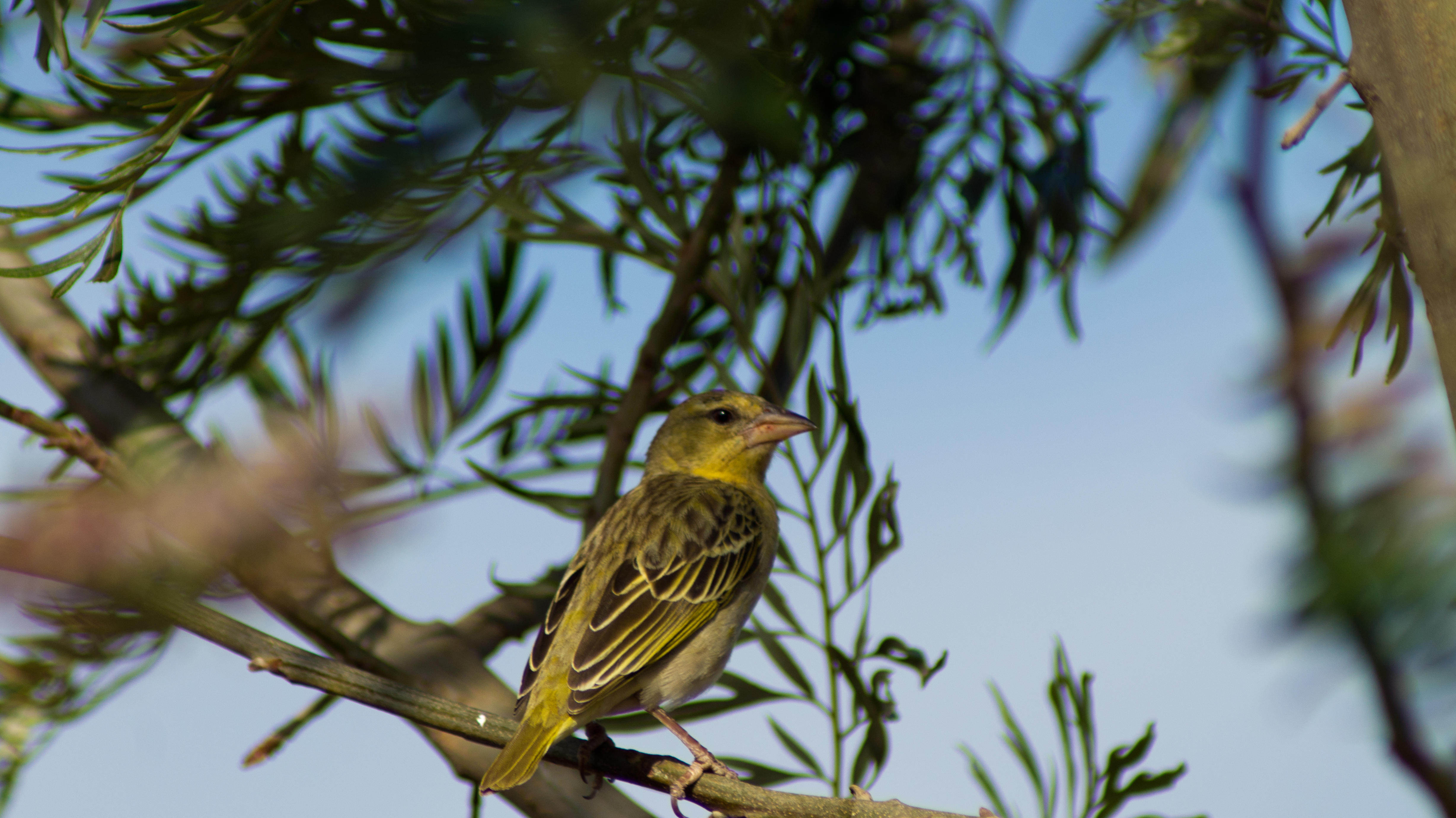 DSC03161.jpg