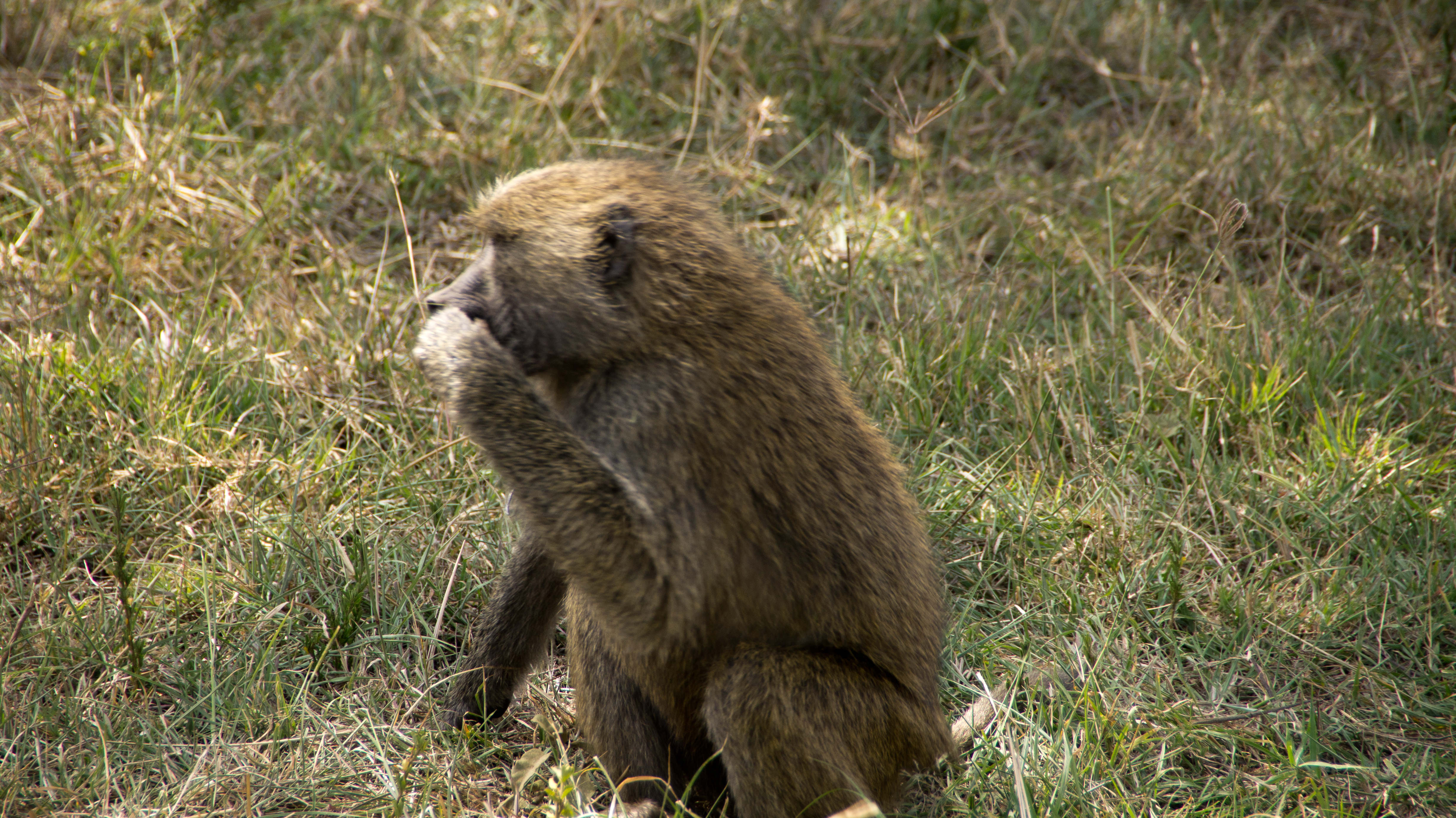 DSC02504.jpg