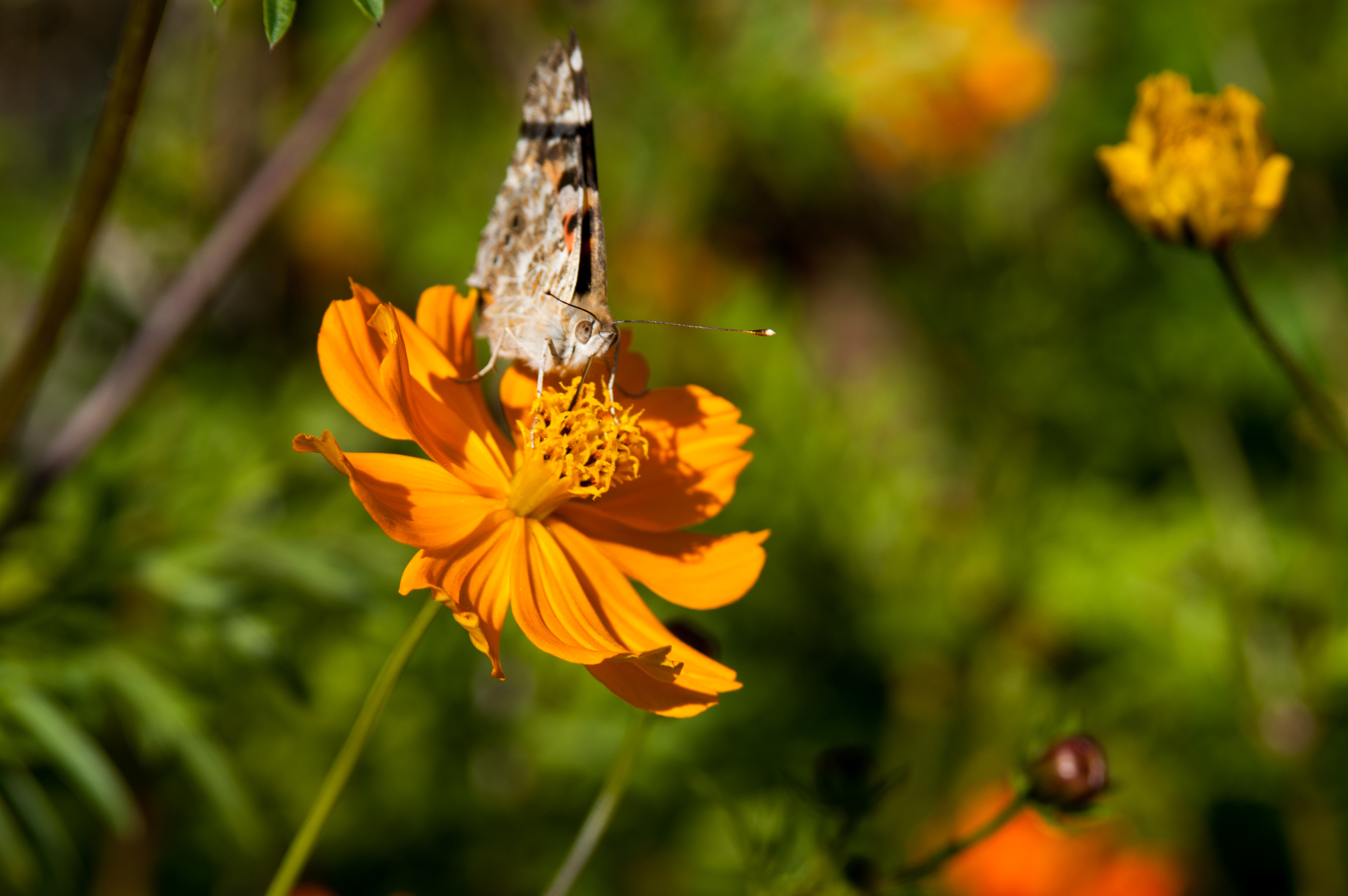 DSC03530.jpg