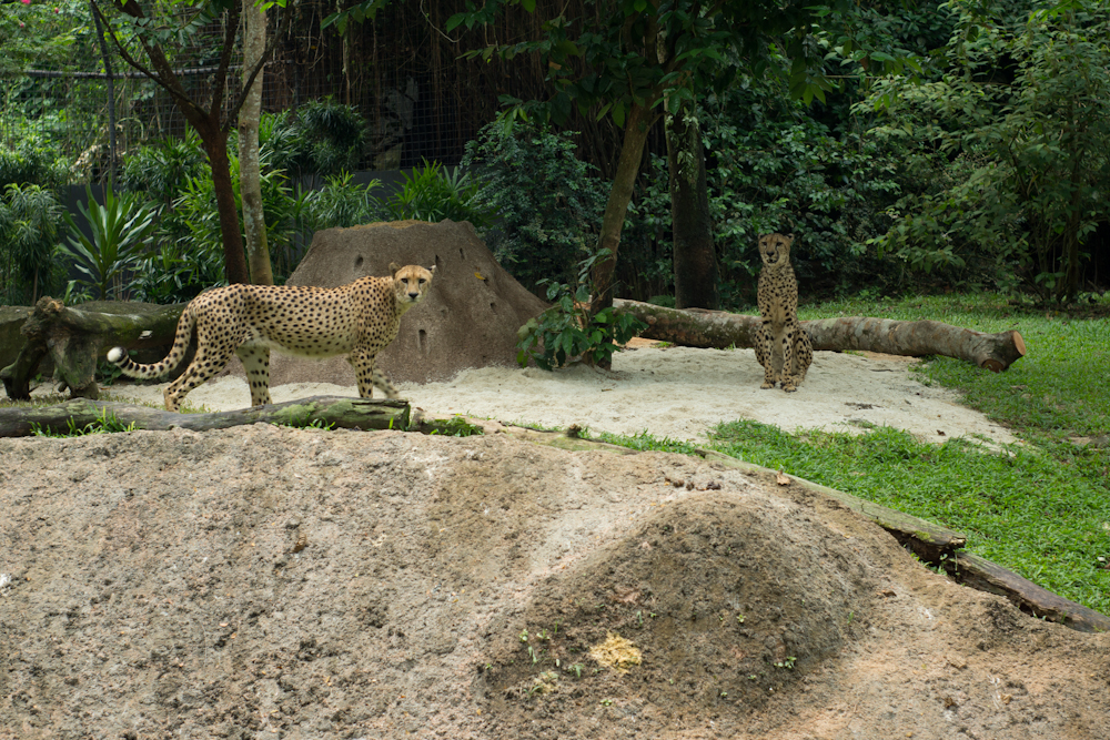 _DSC0909.jpg