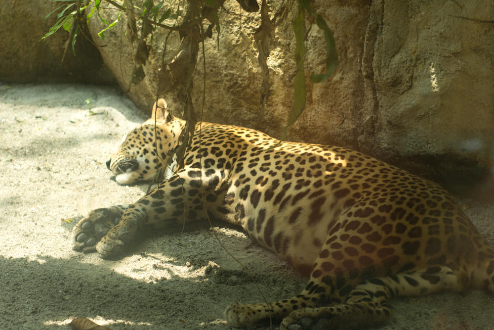 _DSC0940.jpg