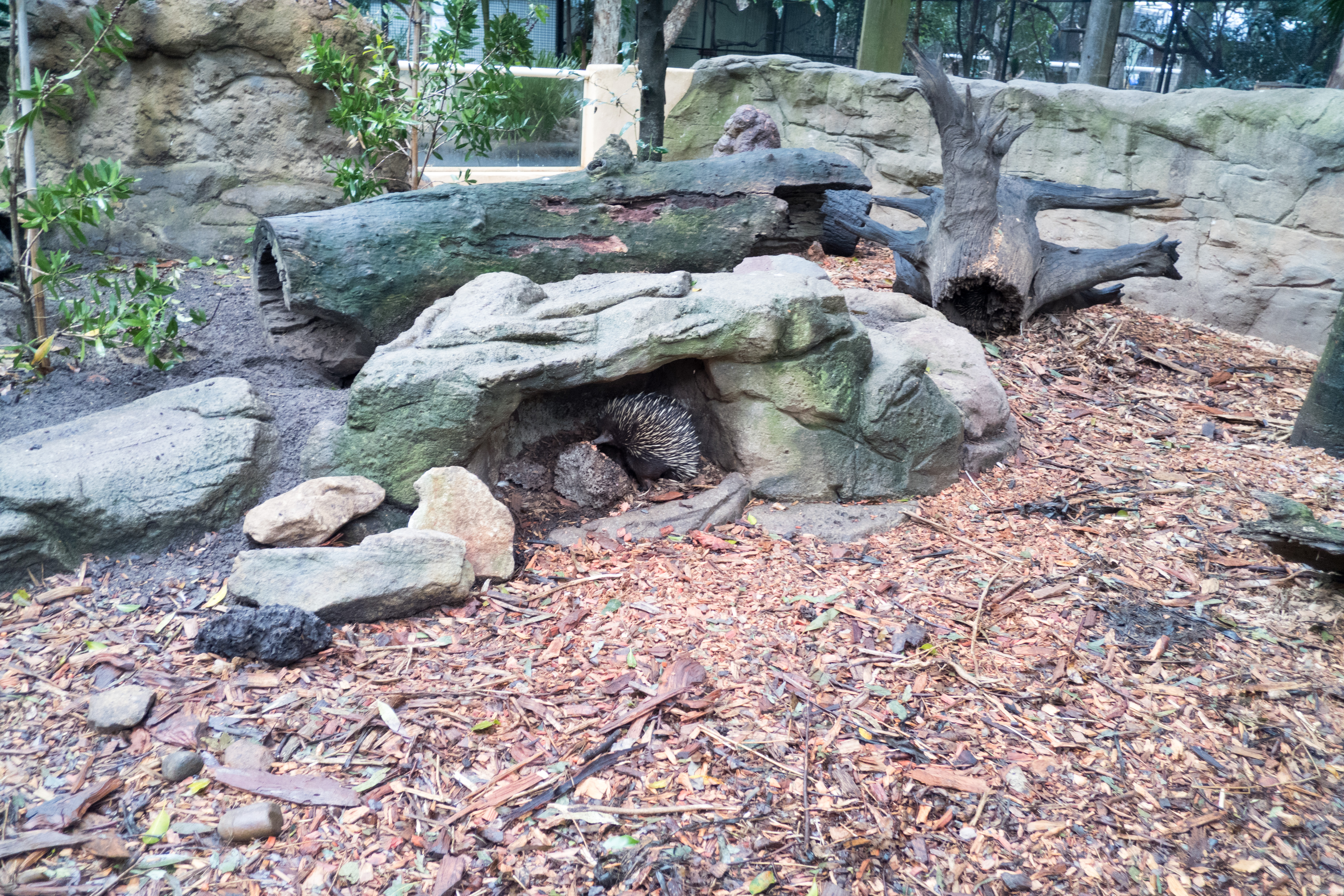 P1000229.jpg
